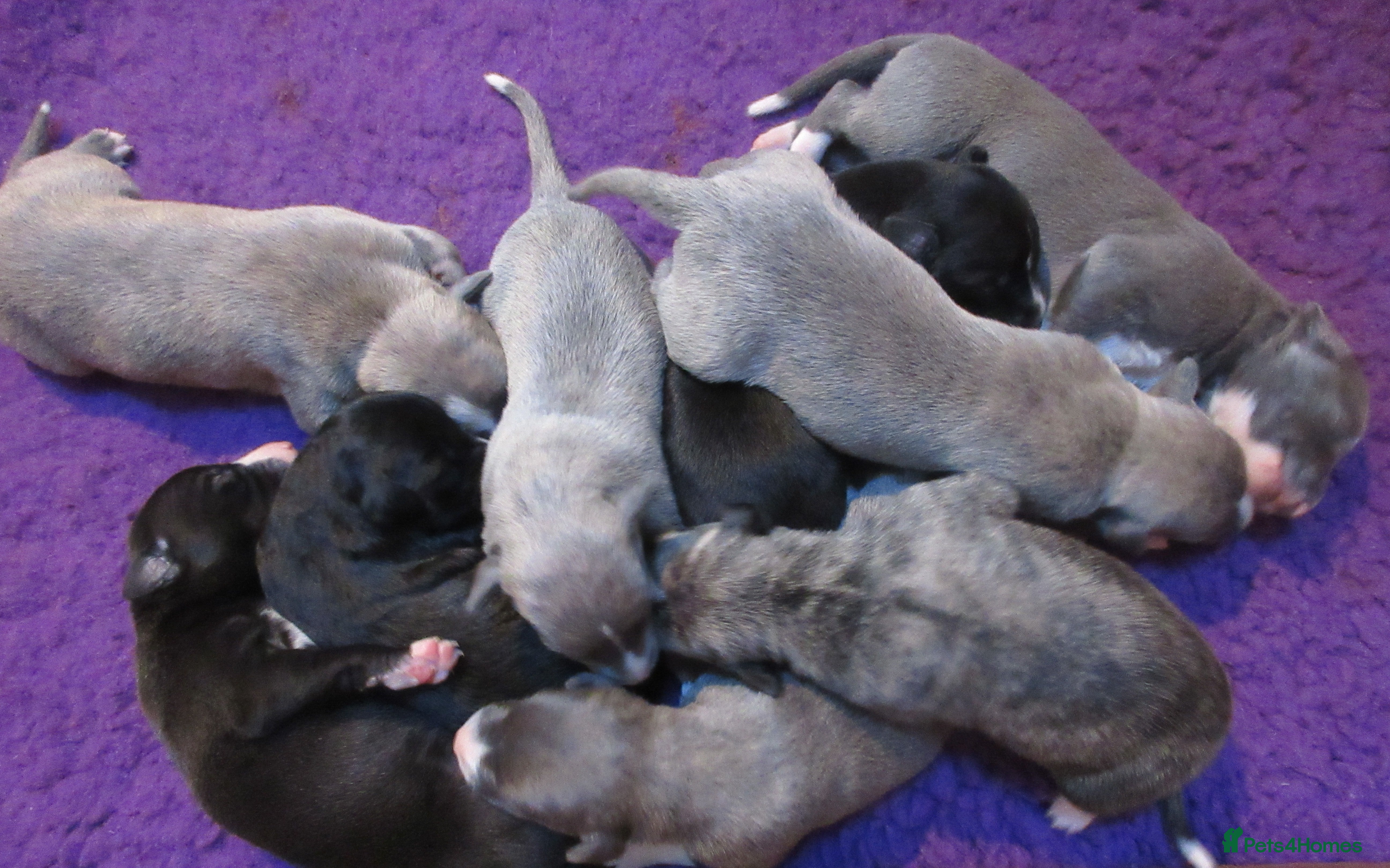 Whippet dogs KC DNA health tested, show quality Whippets - Advert 7