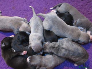 Whippet dogs KC DNA health tested, show quality Whippets - Advert 7