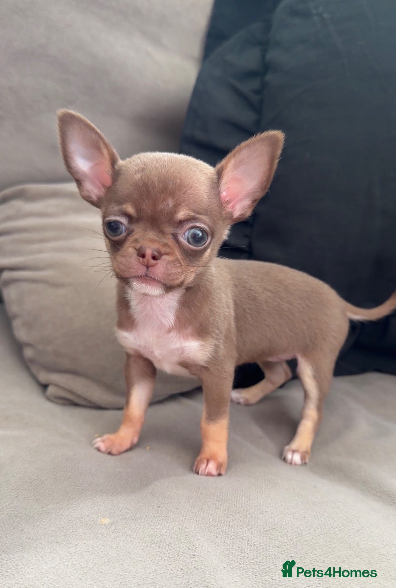 Chihuahua dogs Tiny chihuahua puppy’s  - Advert 1