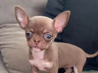 Chihuahua dogs Tiny chihuahua puppy’s - Advert 6