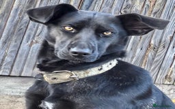 Labrador Retriever dogs for adoption: Julia: The Dog Left Behind - Image 1