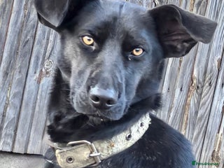 Labrador Retriever dogs - Advert 6