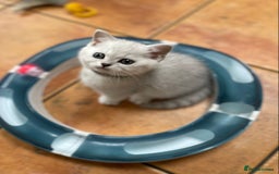 British Shorthair cats for sale: BSH Black Tipped GCCF Reg Kittens - Image 13