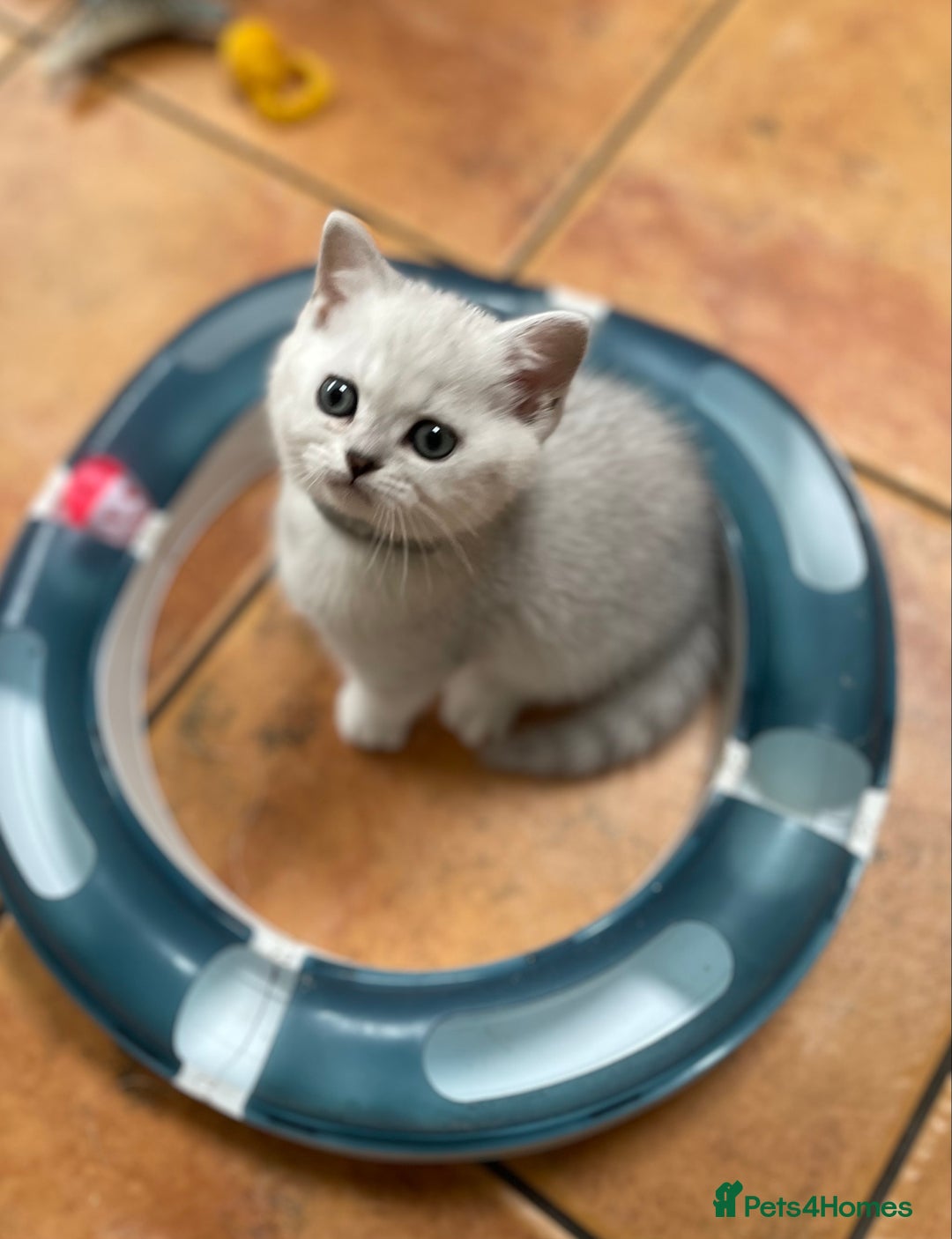 British Shorthair cats for sale: BSH Black Tipped GCCF Reg Kittens - Image 13
