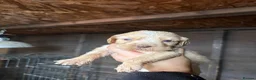 Cockapoo dogs for sale: Cocker spaniel puppies💕 in Llanelli - Advert 29