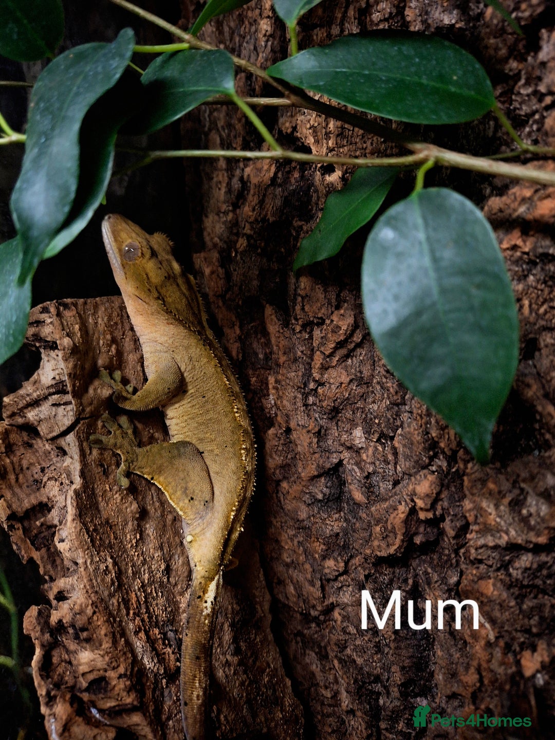 Gecko reptiles for sale: Baby crested geckos  in Doncaster - Image 13