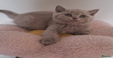 British Shorthair cats in Swadlincote - Advert 5