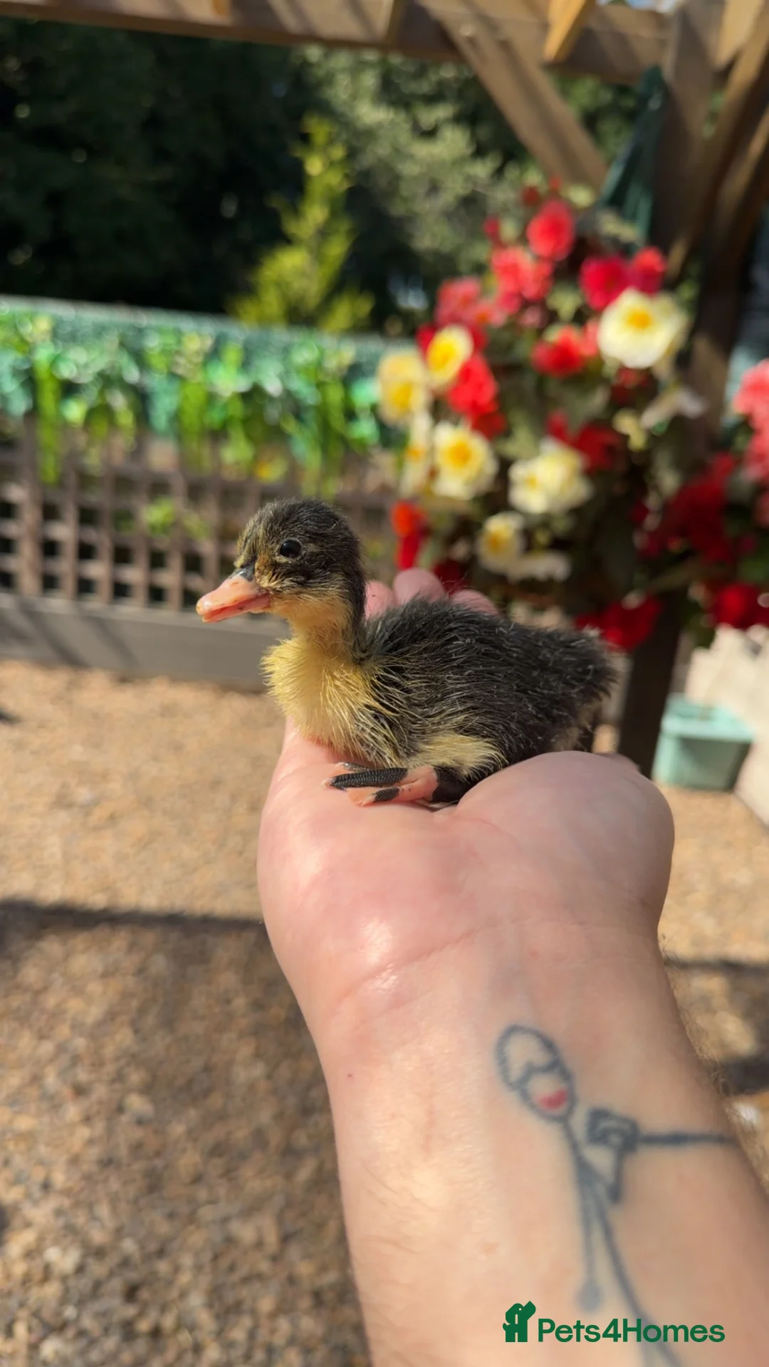 Ducks poultry for sale: Indian Runner Ducklings - Advert 5