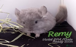 Chinchilla rodents for sale: Baby RPA /RPAc Chinchillas ready soon - Image 4