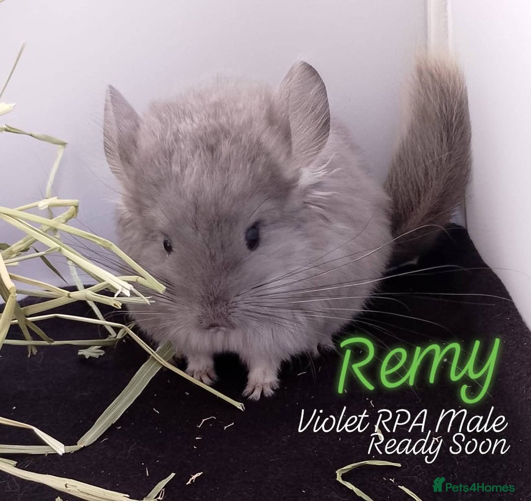 Chinchilla rodents for sale: Baby RPA /RPAc Chinchillas ready soon - Image 4