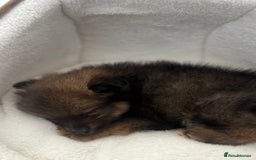 Pomeranian dogs for sale: Brindle Pomeranian  - Image 4