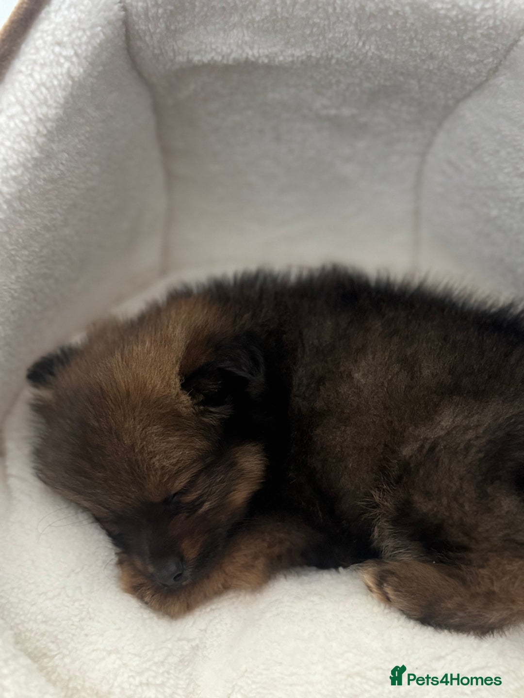 Pomeranian dogs for sale: Brindle Pomeranian  - Image 4