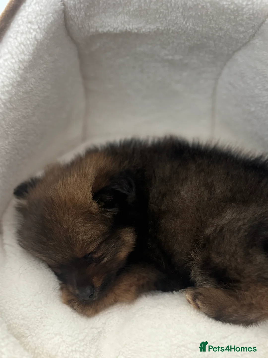 Pomeranian dogs for sale: Brindle Pomeranian  - Advert 2