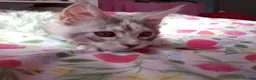 Maine Coon cats for sale: Pure breed XXL Maine Coon kittens  - Advert 13