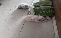 Siberian cats for sale: Siberian Kittens Super Friendly 💕🐾 - Image 20