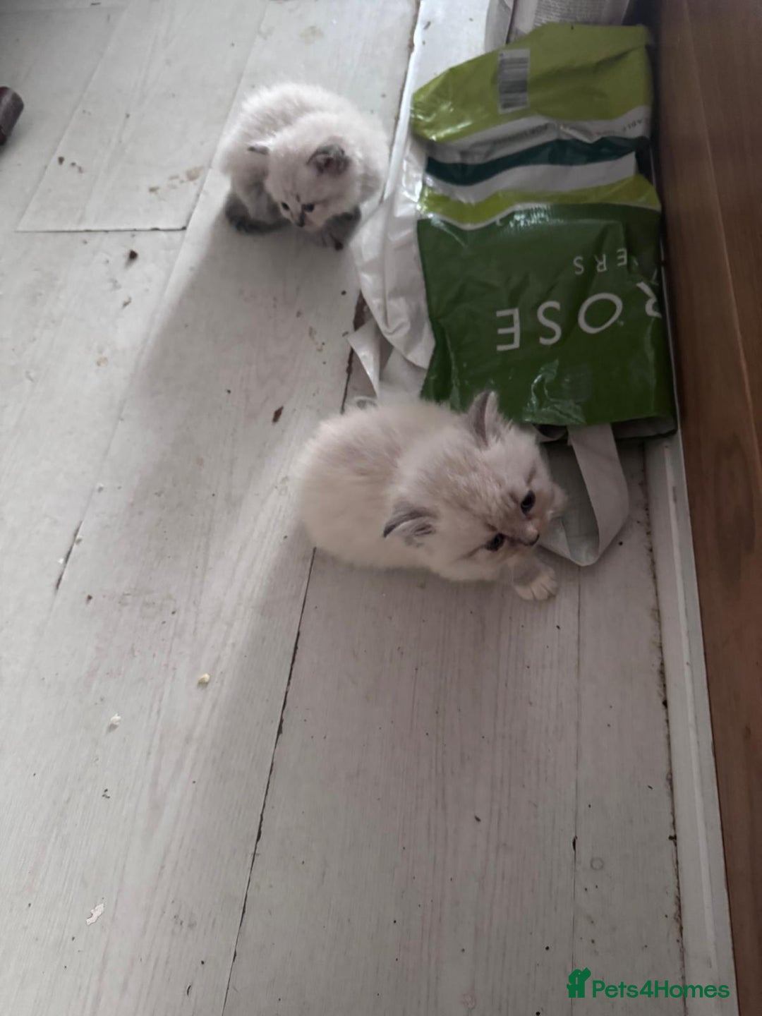 Siberian cats for sale: Siberian Kittens Super Friendly 💕🐾 - Image 20