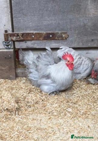Chickens poultry in Southampton - Advert 15