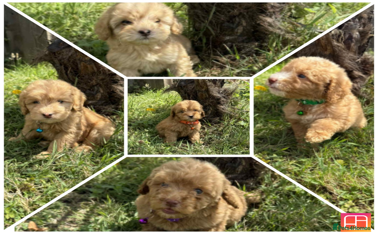 Cavapoo dogs - Advert 3