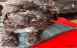 Shihpoo dogs for sale: Shihpoo puppies f1b - Image 9