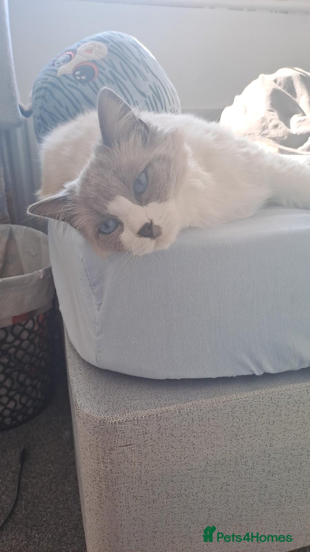 Ragdoll cats for sale: Simba neutered ragdoll  - Image 6