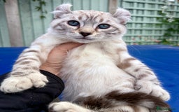Savannah cats for sale: Breath taking wild looking girl  - Image 17