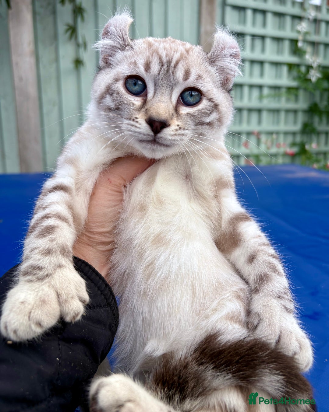 Savannah cats for sale: Breath taking wild looking girl  - Image 17
