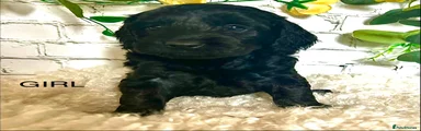 Cockapoo 4