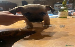 Jack Russell dogs for sale: Very smart Jack Russel puppies ♥️ - Image 12