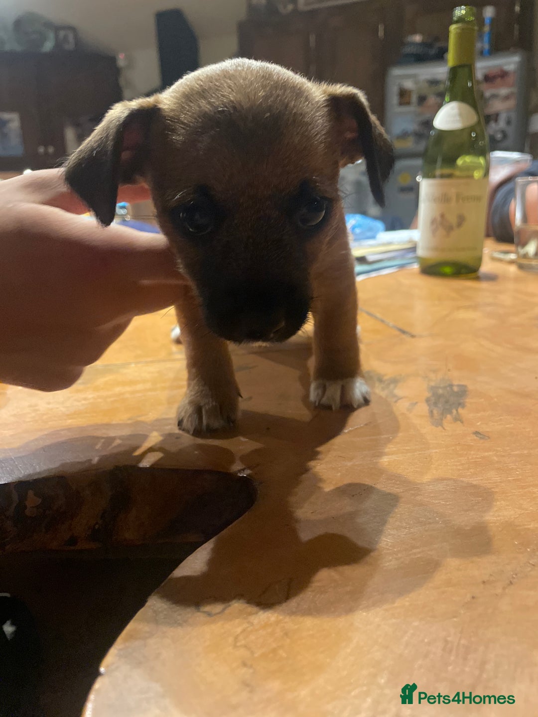 Jack Russell dogs for sale: Very smart Jack Russel puppies ♥️ - Image 12