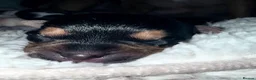 Jack Chi dogs for sale: Beautiful puppy’s  - Advert 10