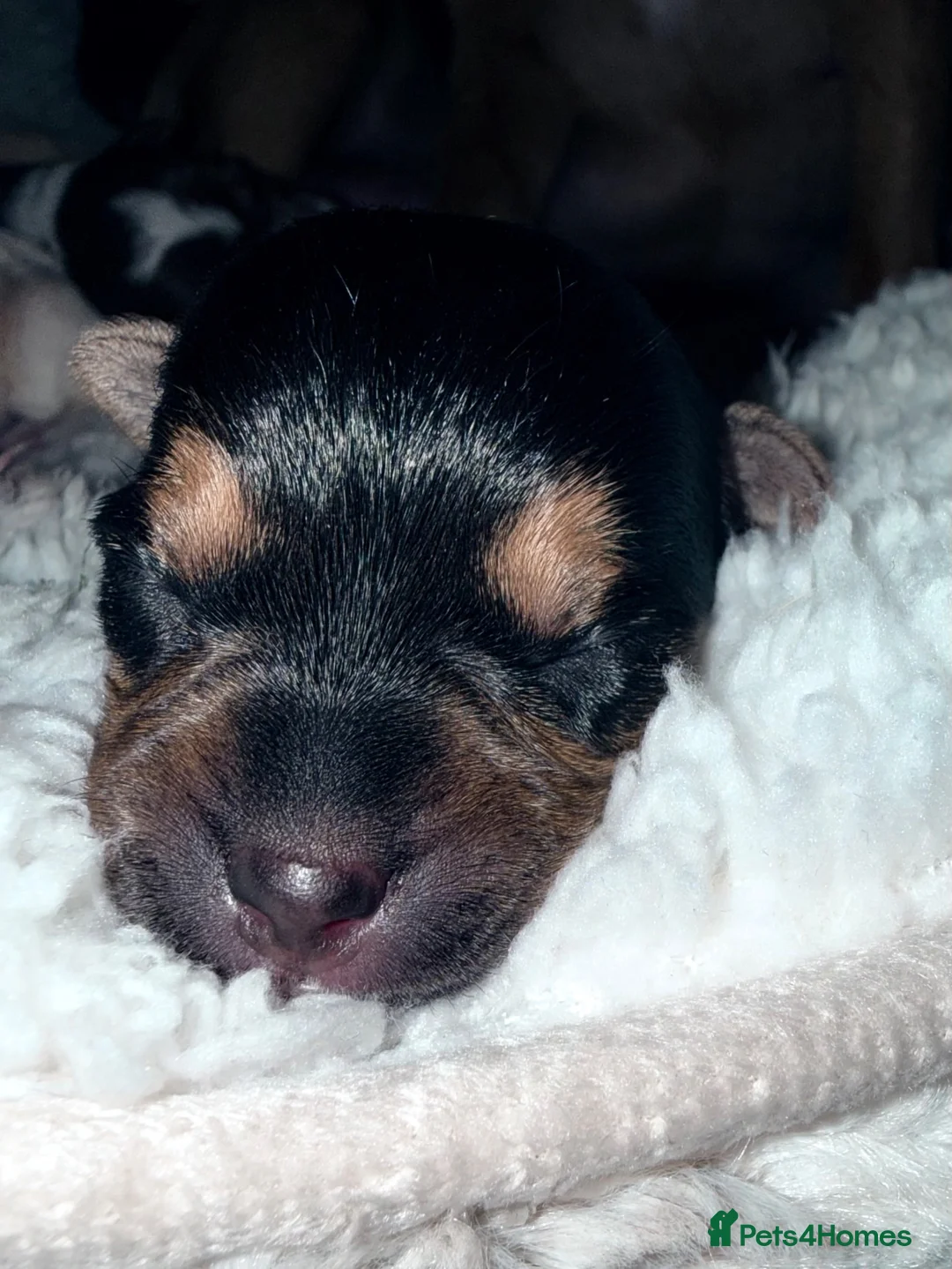 Jack Chi dogs for sale: Beautiful puppy’s  - Advert 10