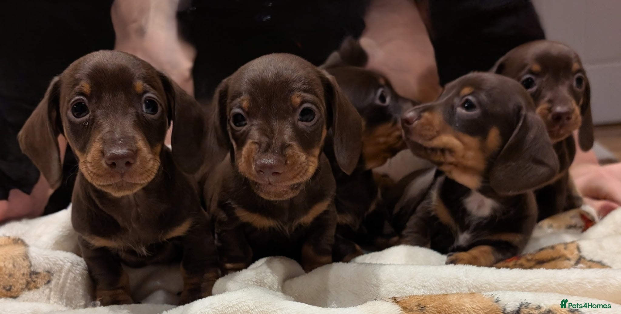 Dachshund dogs Genuine tiny Kaninchen Dachshund Puppies  - Advert 21