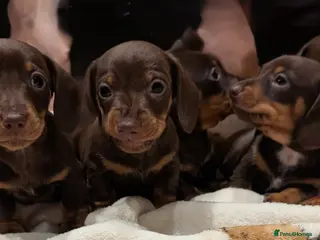 Dachshund dogs Genuine tiny Kaninchen Dachshund Puppies - Advert 6