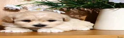 Maltipoo dogs for sale: 🩷 MALTIPOO PUPPIES 💙 - Advert 10