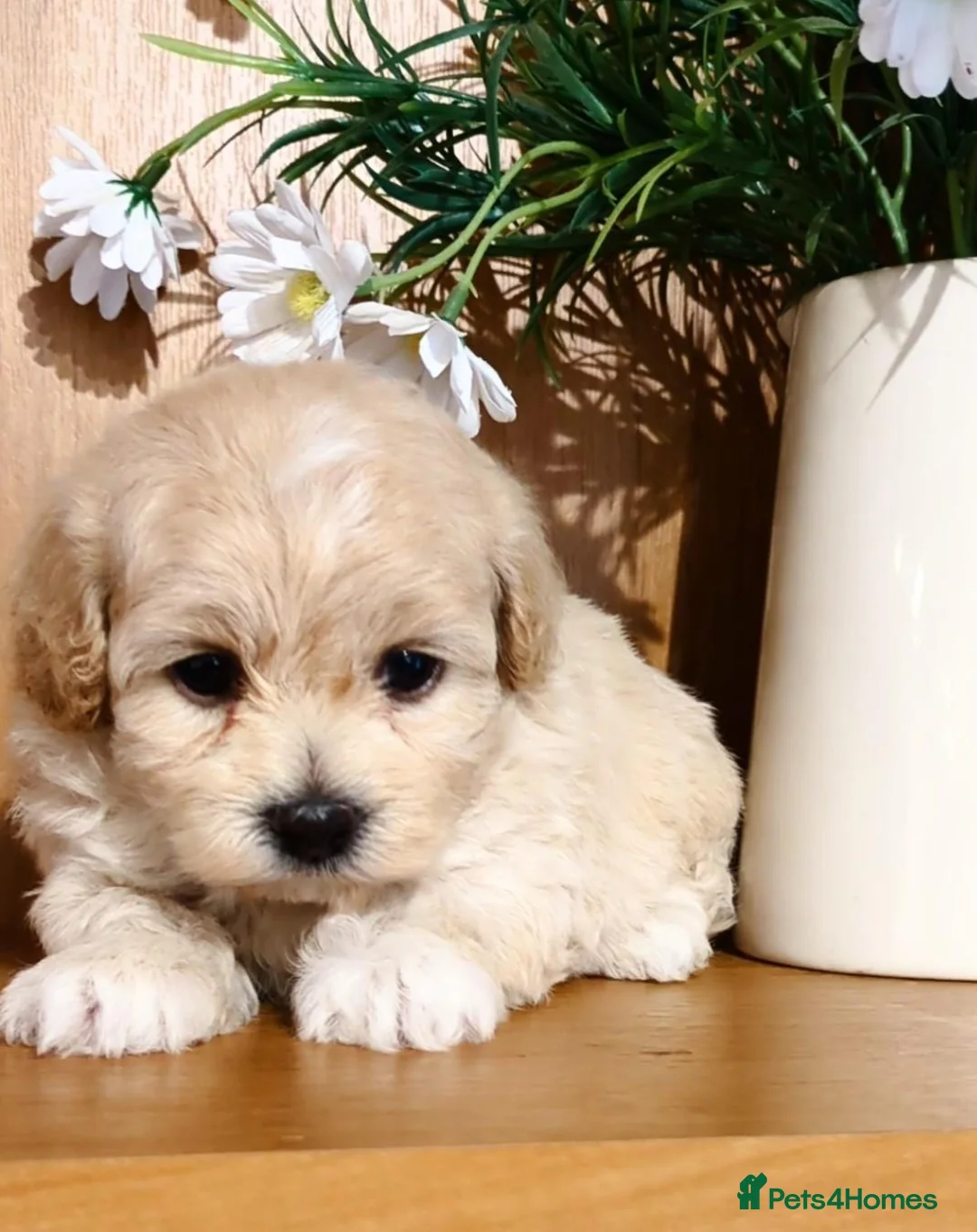 Maltipoo dogs for sale: 🩷 MALTIPOO PUPPIES 💙 - Advert 10
