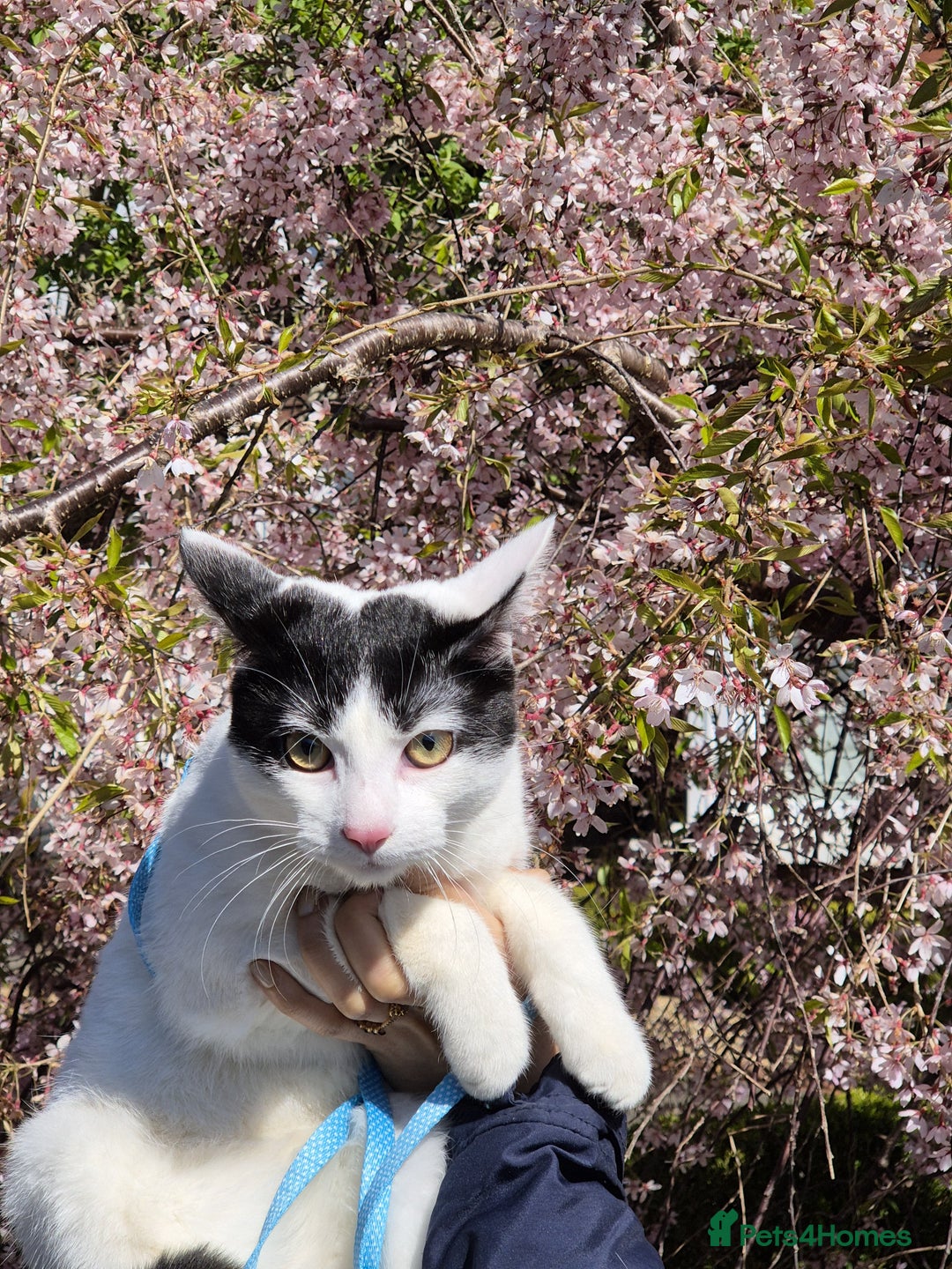 Domestic Shorthair cats for sale: Goku is looking for a new home💓 - Advert 6