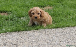 Cockapoo dogs for sale: Beautiful Cockapoo puppies for sale - Image 27