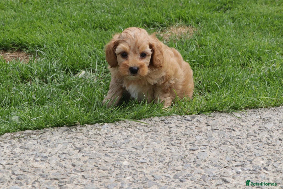 Cockapoo dogs for sale: Beautiful Cockapoo puppies for sale - Image 27