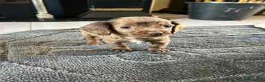 Cocker Spaniel Puppy 3