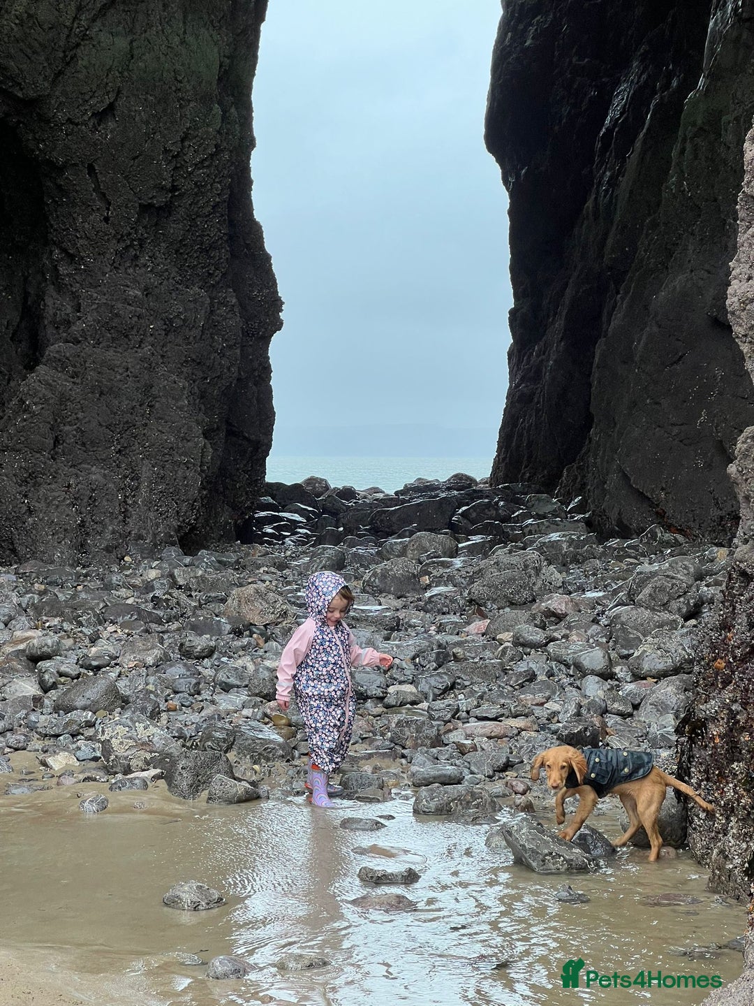 Cockapoo dogs for sale: Stunning litter of cockapoos, 2 males, 3 females - Advert 4