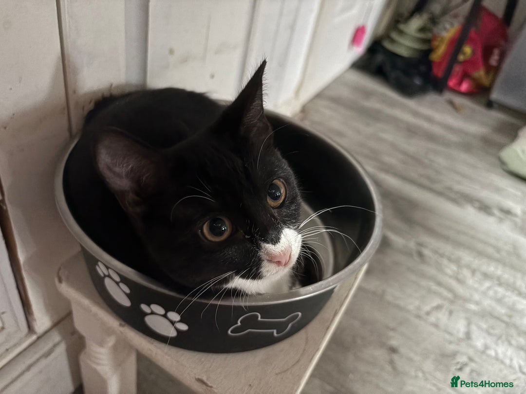 Domestic Shorthair cats for sale: Beautiful Tuxedo female - Image 4