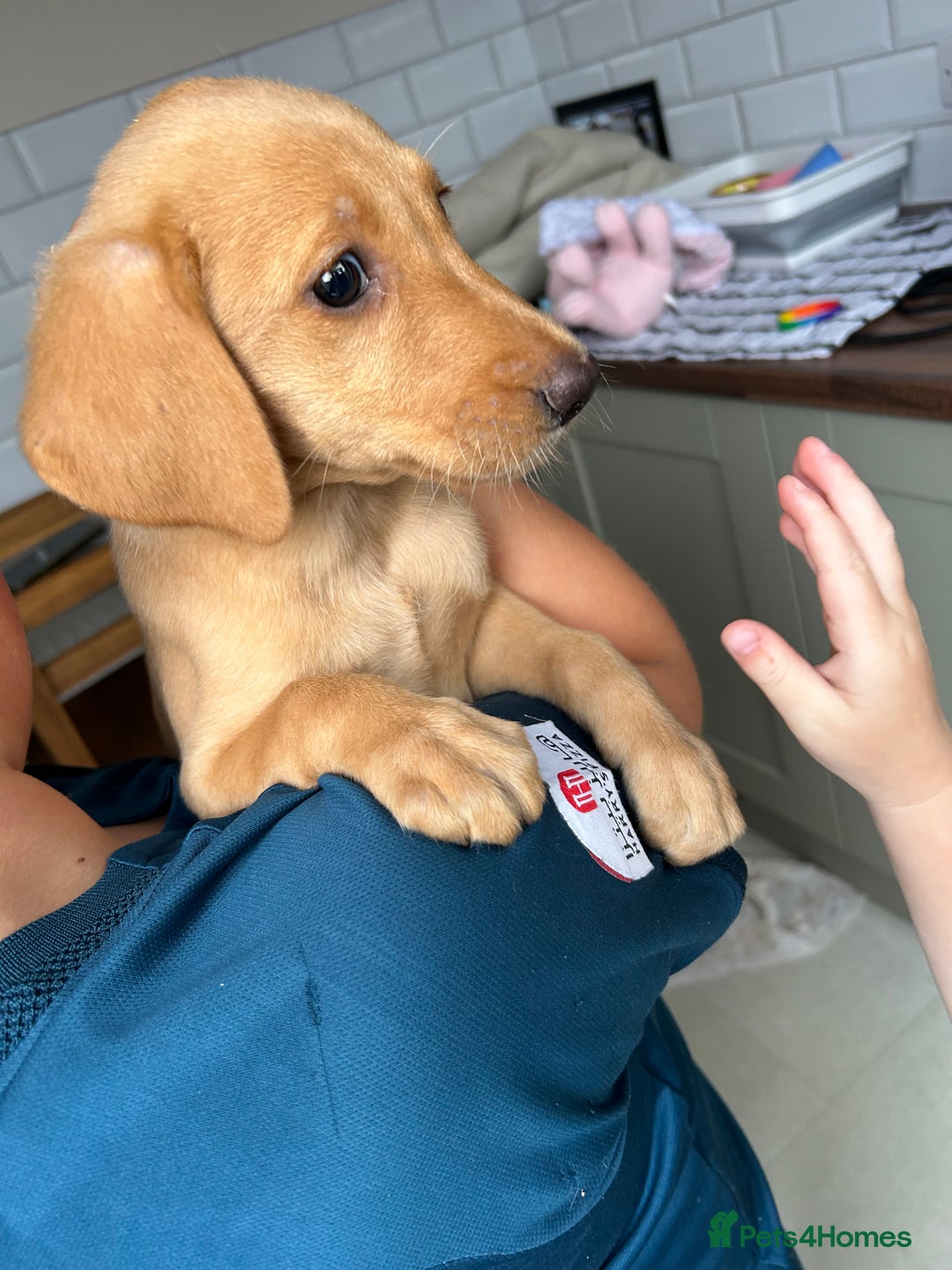 Labrador Retriever dogs for sale: Fox red Labrador  - Image 1