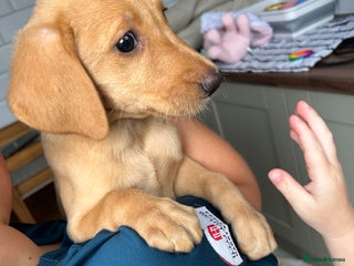 Labrador Retriever dogs - Advert 29