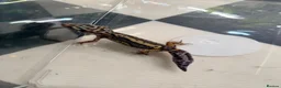 Leopard Gecko reptiles for sale: Mixed baby Leopard Geckos & 1 Black night - Advert 14