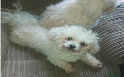 Poochon dogs for sale: Bambi and her mum Poppy need a new loving Family - Image 2