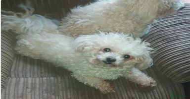 Poochon dogs - Advert 8