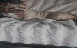 American Bully dogs for sale: 4 year old merl bully needs loving home  - Image 3