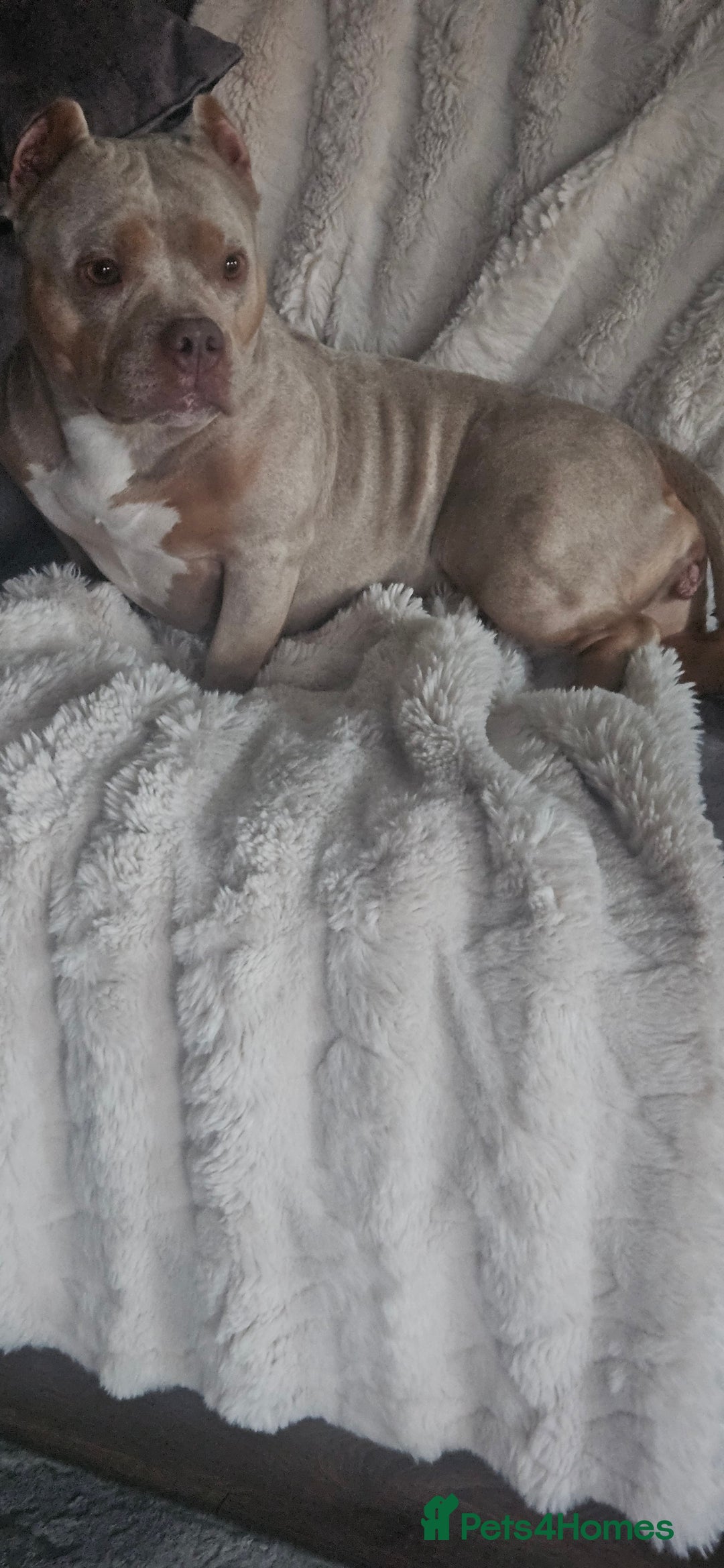 American Bully dogs for sale: 4 year old merl bully needs loving home  - Image 3