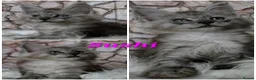 Maine Coon cats for sale: ✅✅❤️Show Quality Registered Maine Coon Kittens❤️✅✅ - Advert 4