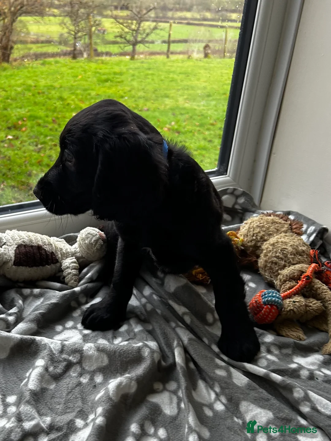 Cocker Spaniel dogs for sale: ✨ Cuddles Await from our Cocker Spaniel Pups  - Advert 20